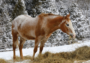 Appaloosa eating hay in winter