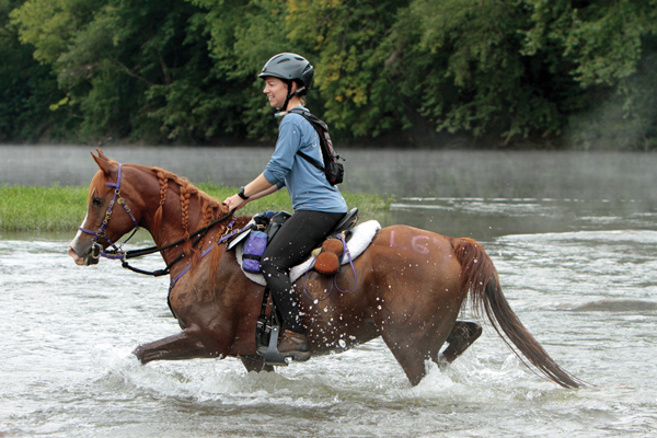 Breed - Arabian Horse; Discipline - Endurance