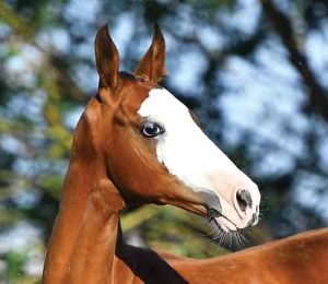 Bald Face - Horse Markings