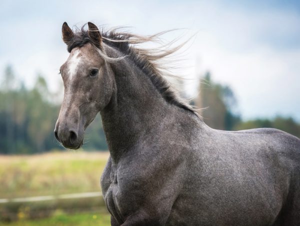 Running horse in Horse Behavior Decoder Quiz