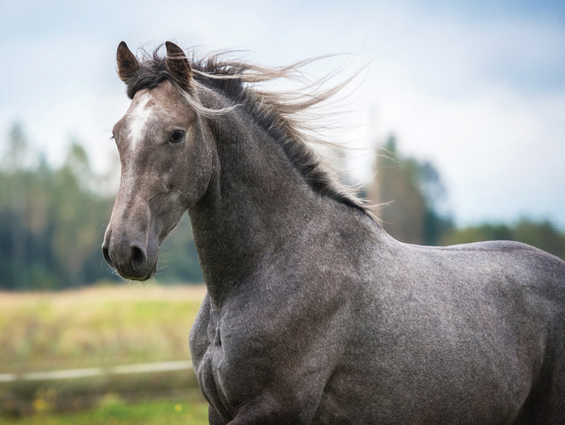 Horse Behavior Decoder Quiz