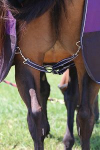 Straps for horse blanket.