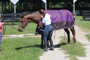 Unfolding horse blanket.