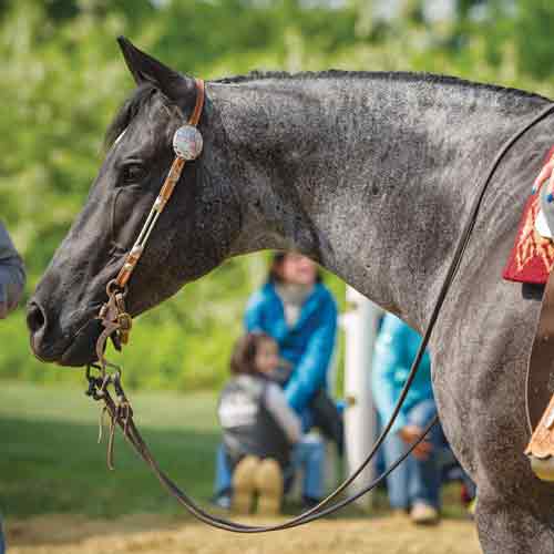 Pony Club Skills: Horse Colors and Markings