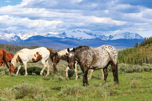 Homes Off The Range: Rehoming Ranch Horses