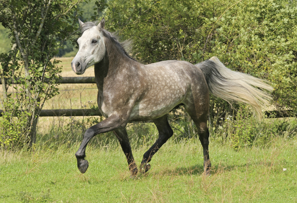 Connemara Pony - British Native Ponies