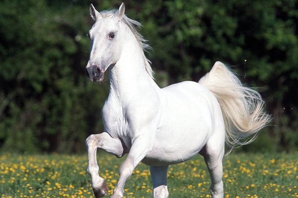 Breed Spotlight: Lipizzan