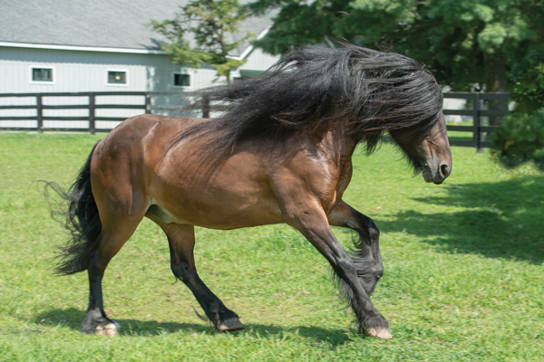 British Native Ponies