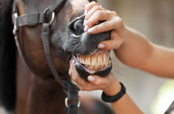 How to Tell a Horse's Age by His Teeth