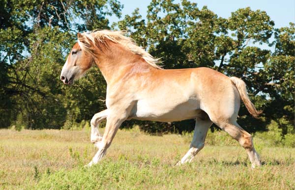 black draft horse breeds