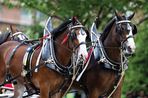 Clydesdale Draft Horse - Breeds profile