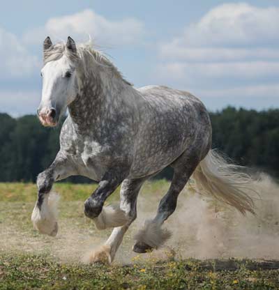 Shire - Draft Horse Breeds