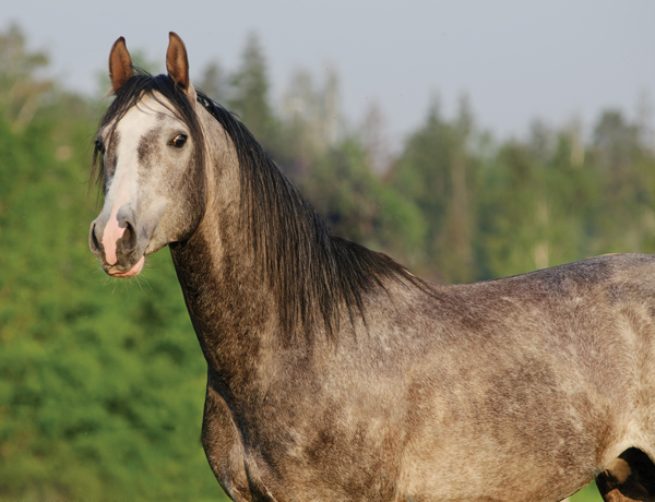 Gray Arabian Horse - Horse Ears