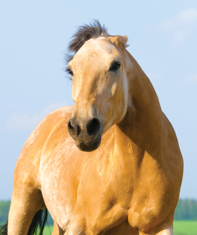 Horse Ears Pinned Back Position