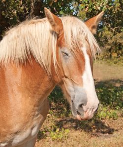 Relaxed, Sleepy Horse