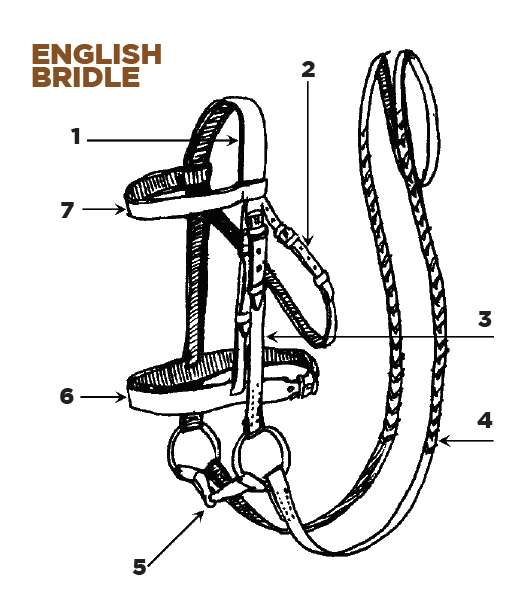 Parts of an English Bridle