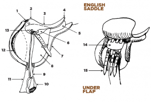 Parts of the English and Western Saddle and Bridle - Horse Illustrated