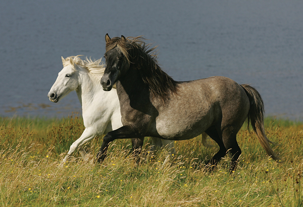 Eriskay Ponies - British Native Ponies