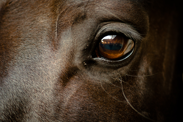 12 Fascinating Facts about Horses
