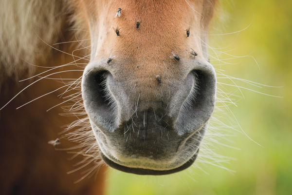 Flies, Worms and Yucky Things