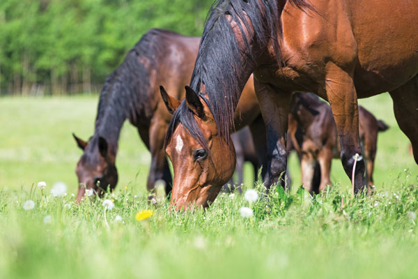 Rules to Feed Horse By - Grazing Horses