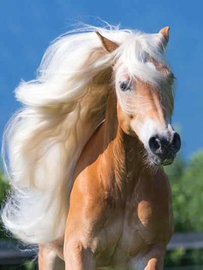 The Haflinger