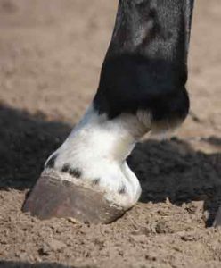 Half-Pastern