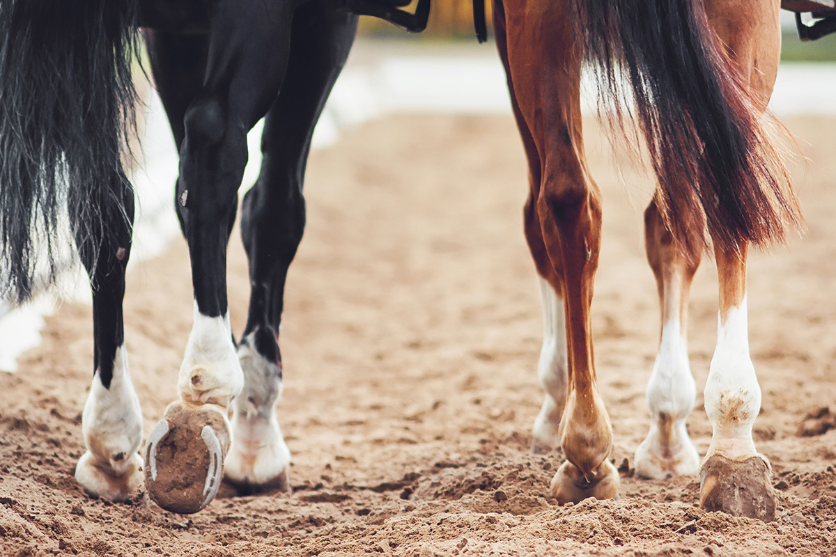 Happy Feet: Helping Your Horse Have Healthy Hooves