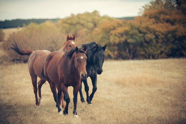 How You Can Help a Horse for Help a Horse Day on April 26, 2020