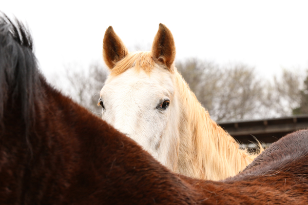 ASPCA Announces Hooftober: Meet a Horse (Virtually) from October 3-11, 2020