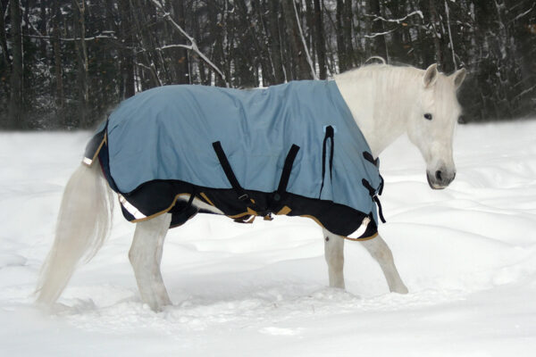 A light gray horse wearing a blanket in the snow