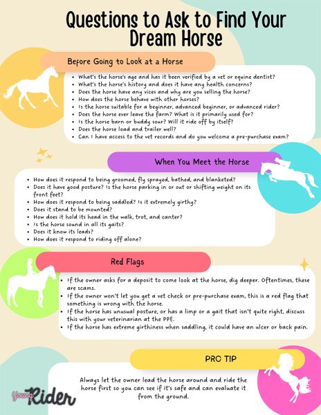 A cheat sheet for your ultimate guide to buying a horse, complete with all the questions, red flags, and pro tips to keep in mind.