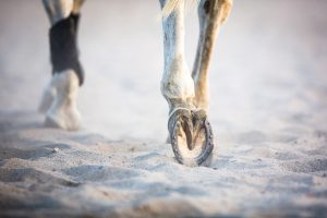 Happy Feet: Helping Your Horse Have Healthy Hooves