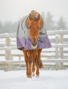 Horse in a Blanket During Winter
