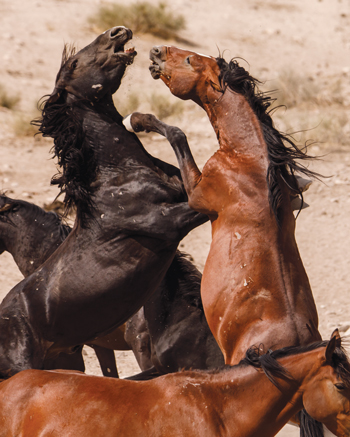 The Onaqui Mountain Wild Horses