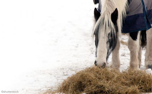 Horse in snow