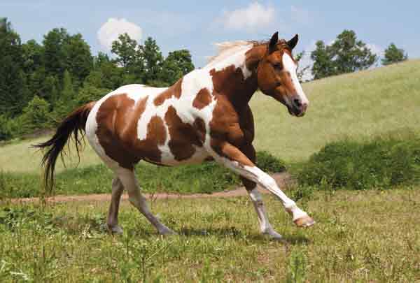 Pinto - Horse Colors