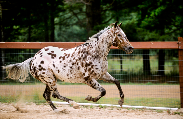 Pony Of the Americas