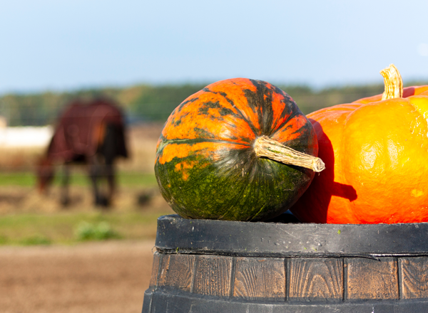 Pumpkin for Horses: Yay or Nay?