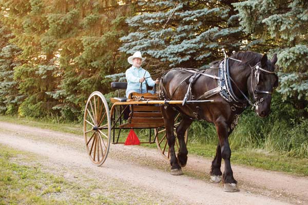 In Real Life: Go Big with an 18.1-Hand Percheron Driving Horse