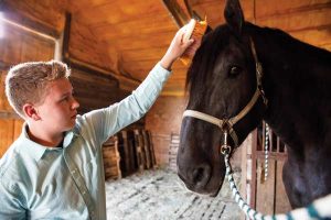 Grooming a Percheron