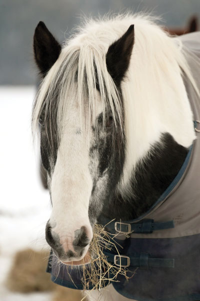 Black and white horse close up.