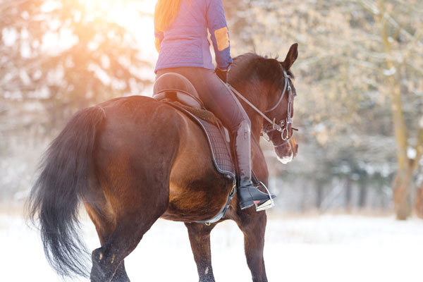 Senior Horse Care in Winter