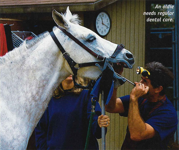 Senior Horse Dental Care