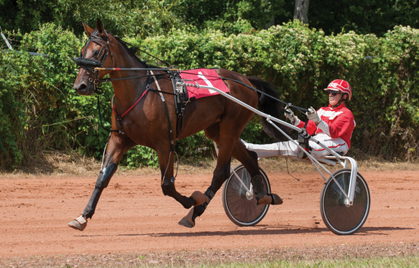 The Standardbred