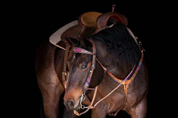 Headshot of a barrel horse.