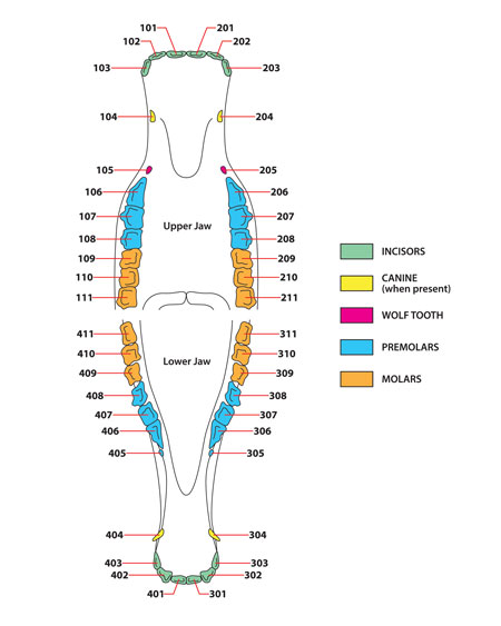 Diagram of Horse Teeth