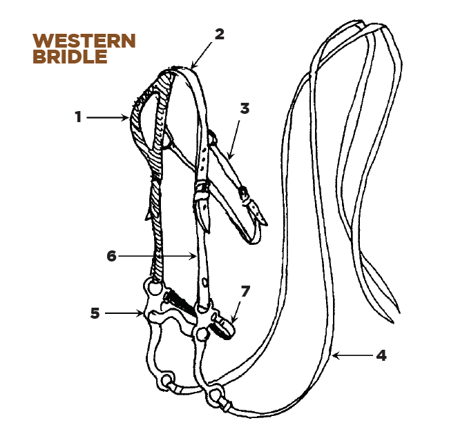 parts-of-the-english-and-western-saddle-and-bridle-horse-illustrated