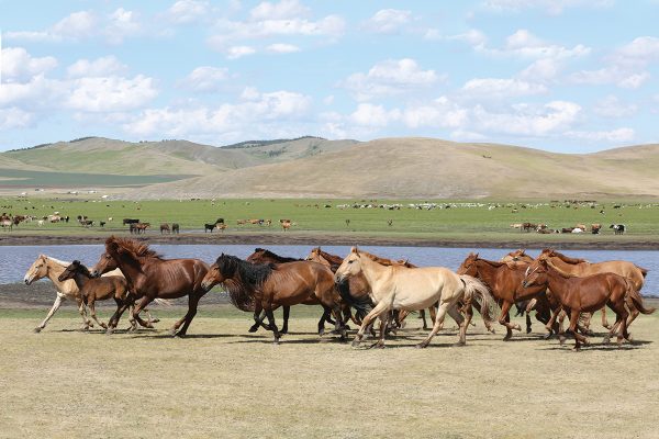 Wild horses