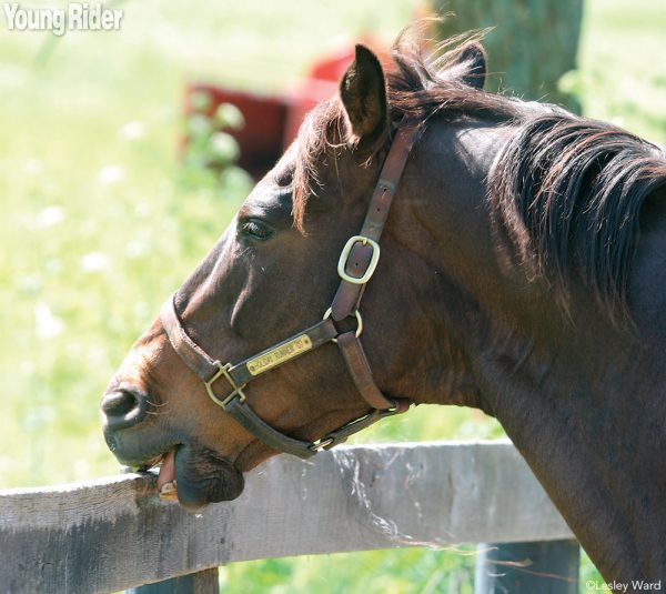 Cribbing Horse